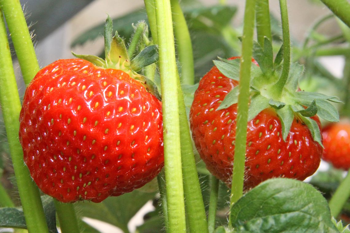 Knallrote vollreife Erdbeeren