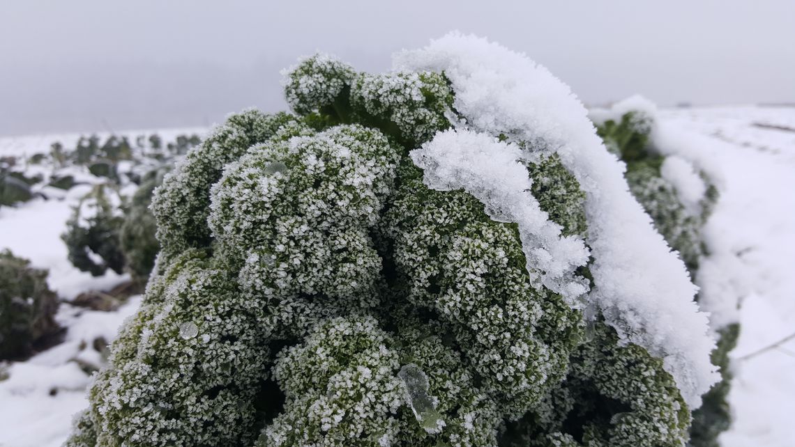 Grünkohl im Schnee