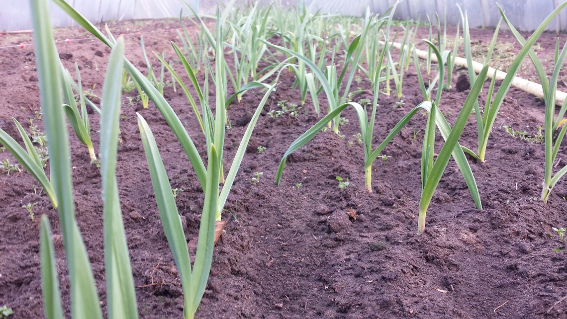 frischer Knoblauch im März