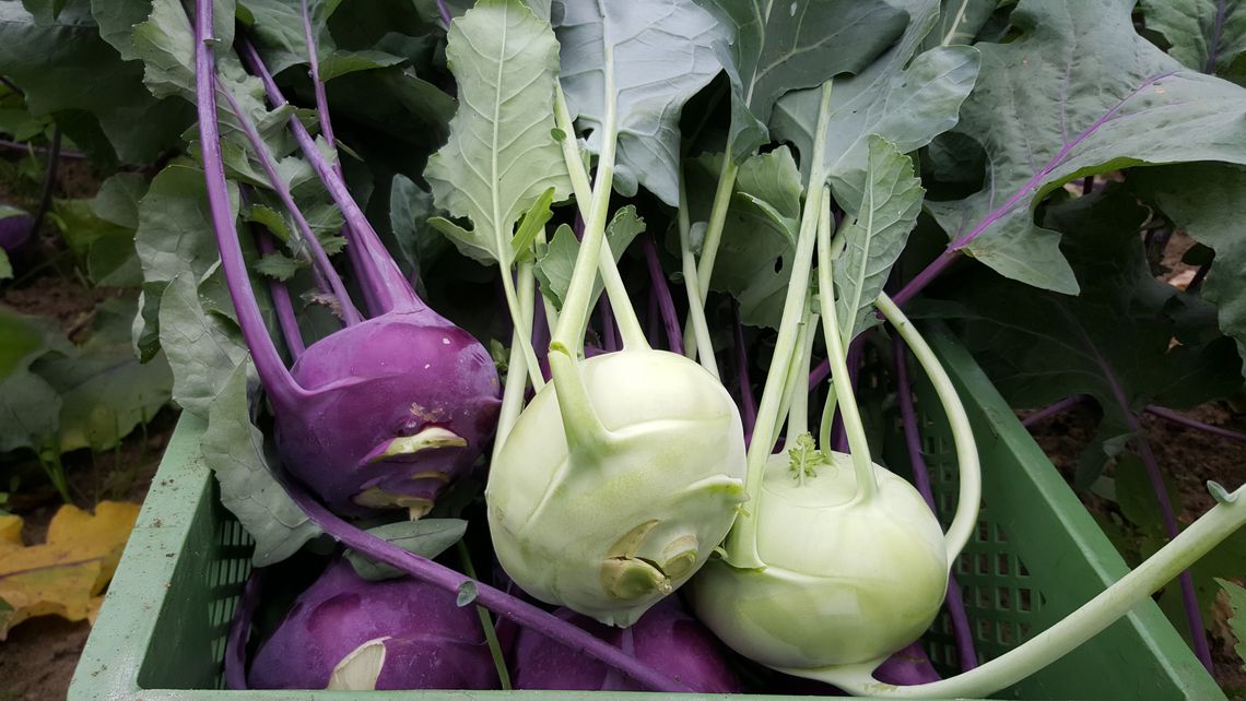 vio und weißer Kohlrabi