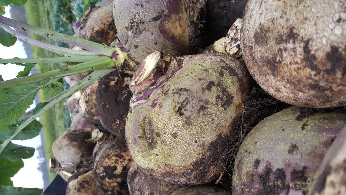 frische Steckrüben im Oktober