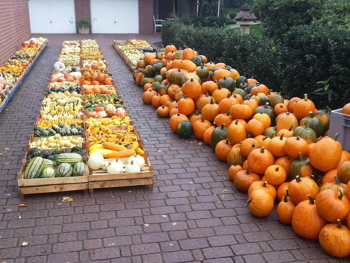 Halloween und Zierkürbisse