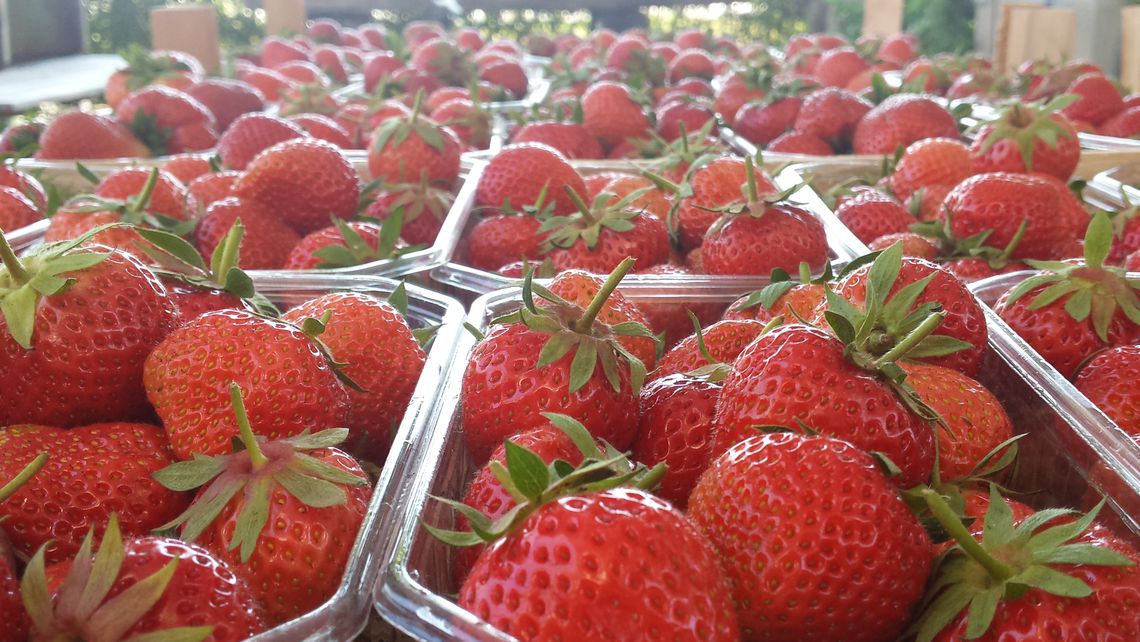 frische Erdbeeren vorm Hofladen