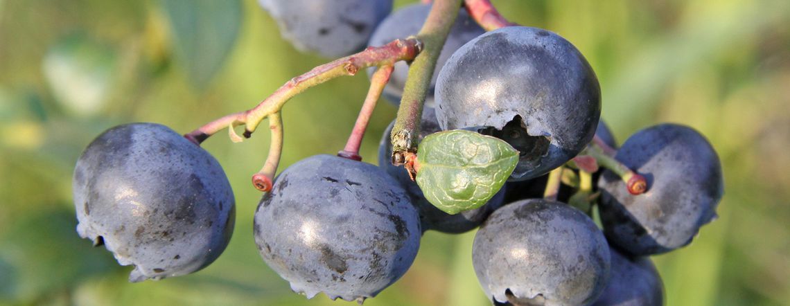 Heidelbeeren Blaubeeren Pickbeeren