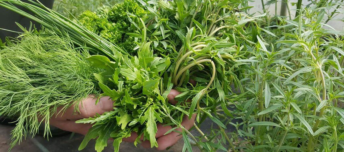 kräutermix mit Bohnenkraut Rucola Petersilie