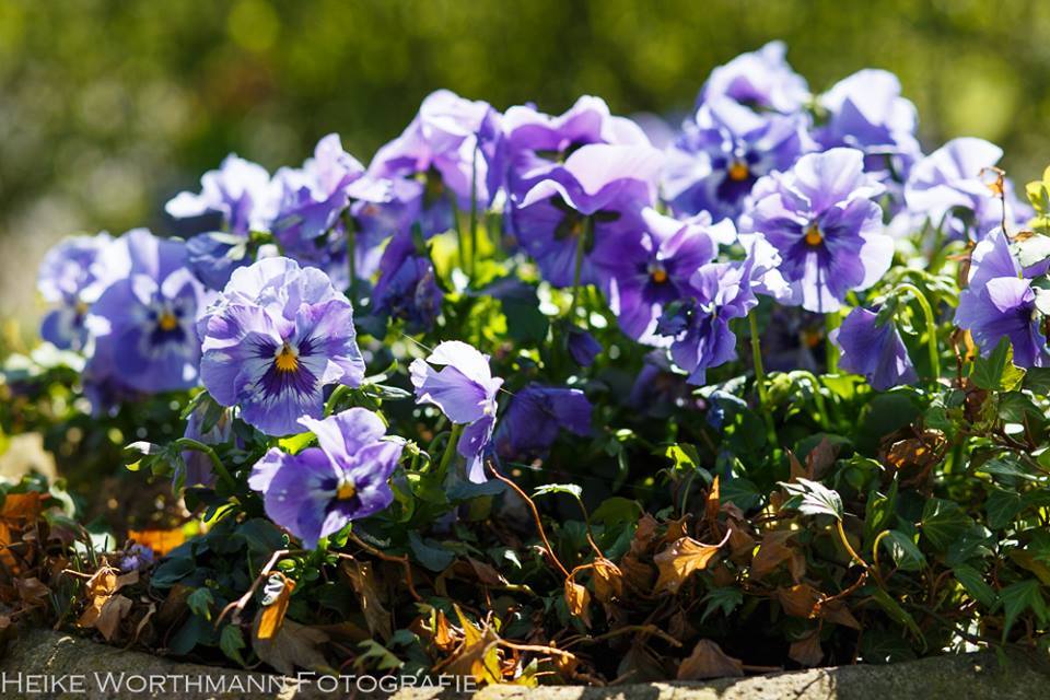 wunderschöne blaue Blüten für den Hofladen