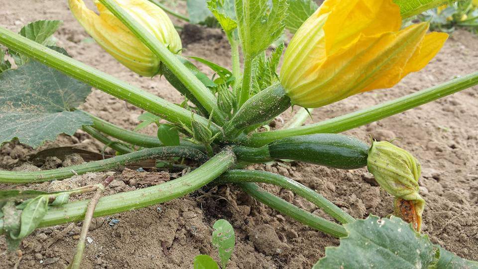 zucchini kurz vor der ersten Ernte